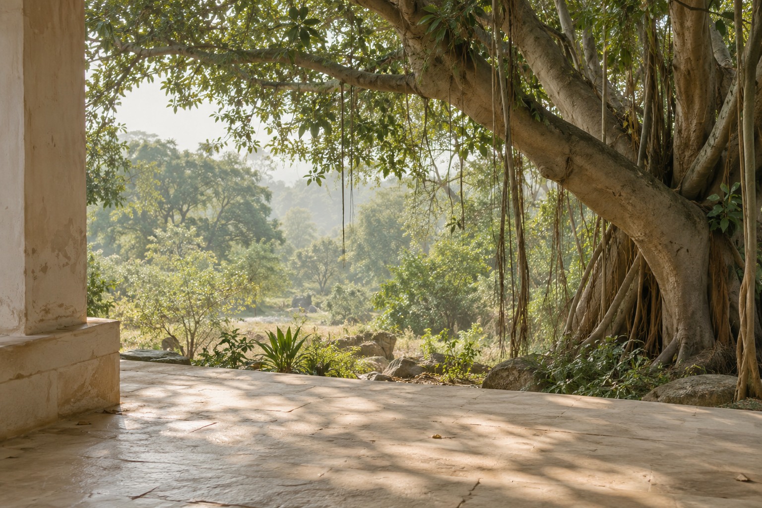 Morning light beneath a large banyan tree, an atmospheric image created for the website.